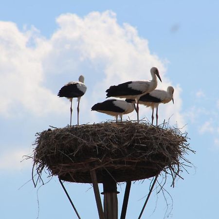Am Storchennest Lägenhet Damnatz Exteriör bild